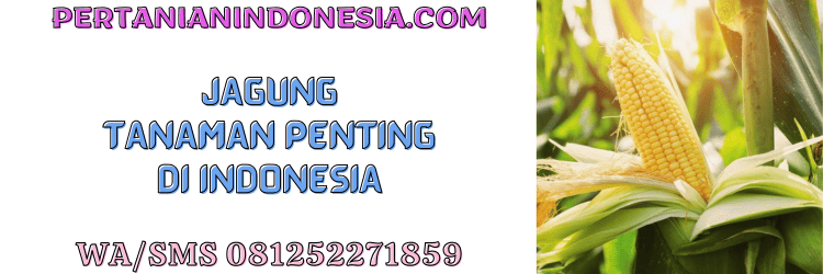 jagung,tanaman,indonesia,tanaman jagung,pertanian indonesia